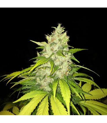 Chocolate Chunk - T.H. Seeds.
