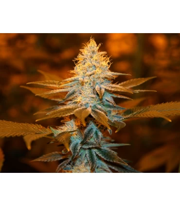 Strawberry Glue - T.H. Seeds.