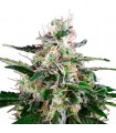 Auto Master Kush  3 u. fem. White Label
