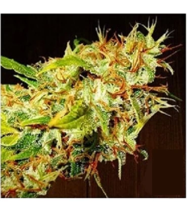 Zamaldelica - Ace Seeds.