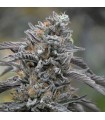 Sapphire OG 10 u. fem. Humboldt