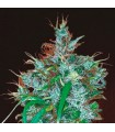 Panama Haze - Ace Seeds.