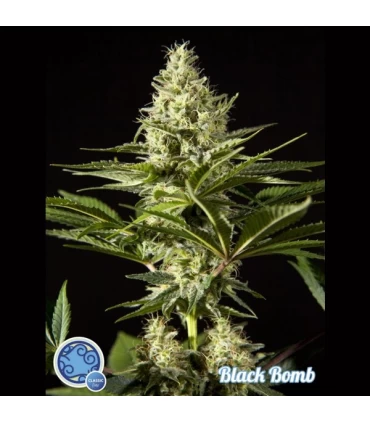 Black Bomb - Philosopher.