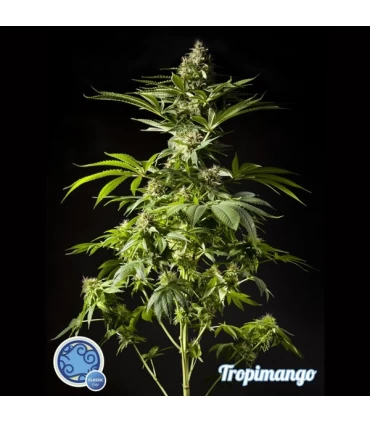 Tropimango - Philosopher.