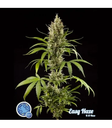 Easy Haze - Philosopher.