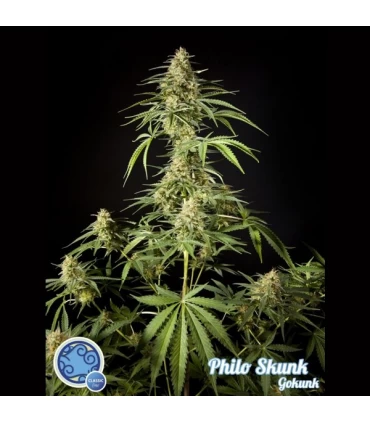 Philo Skunk - Philosopher.