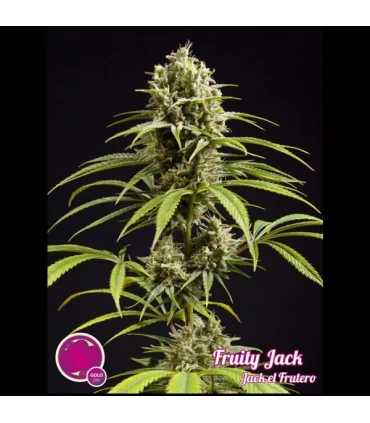 Fruity Jack - Philosopher.