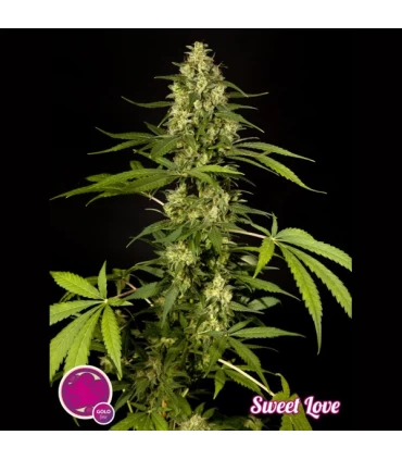 Sweet Love - Philosopher.