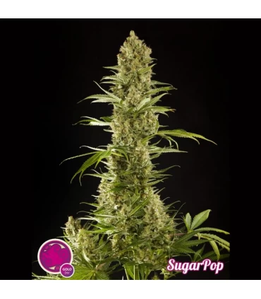Sugar Pop - Philosopher.