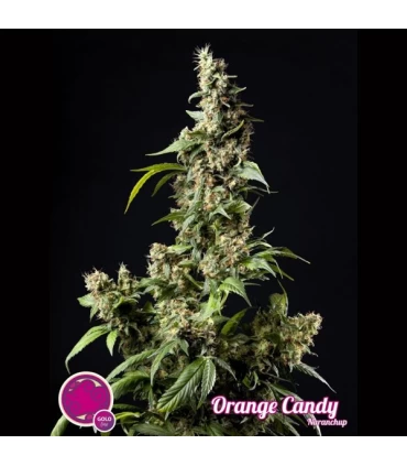 Orange Candy - Philosopher.