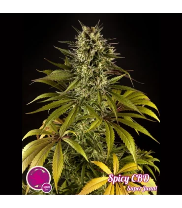 Spicy CBD -. Philosopher.