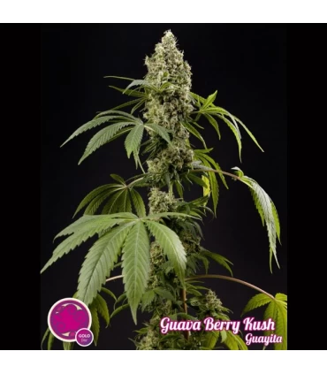 Guava Berry Kush - Philosopher.