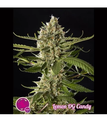 Lemon OG Candy - Philosopher.