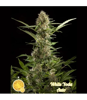 Auto White Yoda - Philosopher.