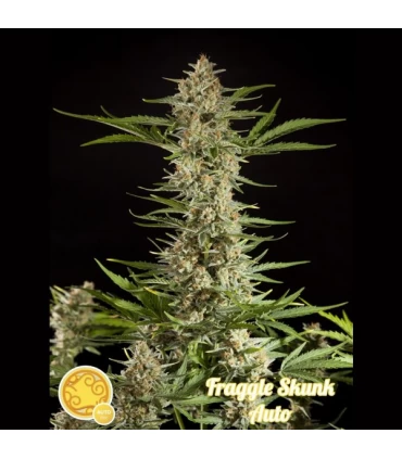 Auto Fraggle Skunk - Philosopher.