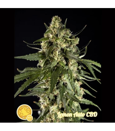 Auto Lemon CBD  - Philosopher.