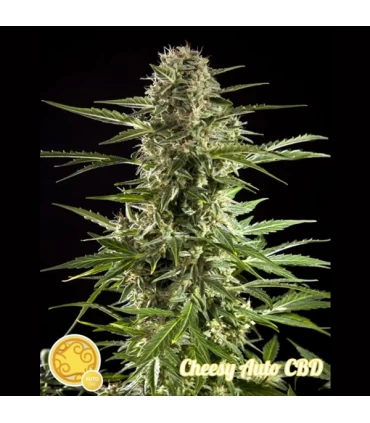 Auto Cheesy CBD  -. Philosopher.