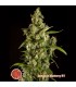 Jamaican Blueberry BX 5 u reg. Philosopher