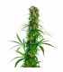 Michka 10 u. reg. Sensi Seeds