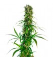 Michka 10 u. reg. Sensi Seeds