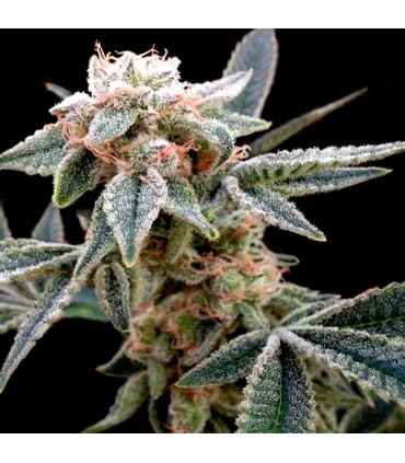 White Alien - GYO - DNA Genetics - Kayamurcia.es