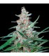 Utopia 1 u fem. Absolute Cannabis Seeds
