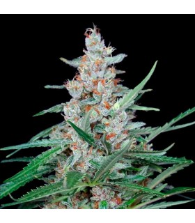 Utopia 1 u fem. Absolute Cannabis Seeds