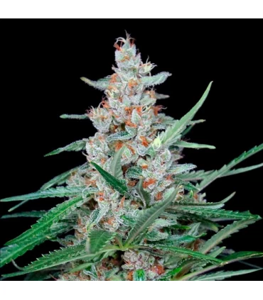 Utopia 1 u fem. Absolute Cannabis Seeds