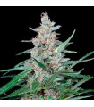 Utopia 1 u fem. Absolute Cannabis Seeds