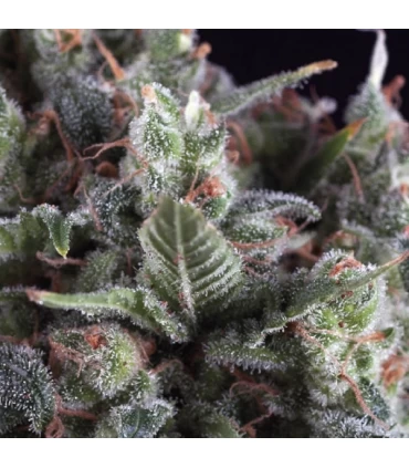 Olympia - Pyramid Seeds.