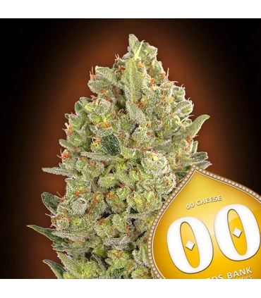 00  Cheese - 00 Seeds.