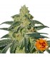 Afghan Hash Plant 10 u. reg. Barney's