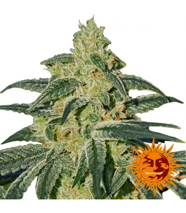 Afghan Hash Plant 10 u. reg. Barney's