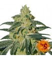 Afghan Hash Plant 10 u. reg. Barney's