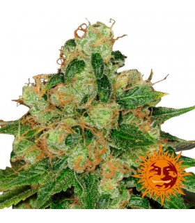 CBD Caramel 10 u. reg. Barney's