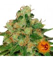 CBD Caramel 10 u. reg. Barney's