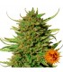 Critical Kush 10 u. reg. Barney's
