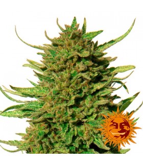 Critical Kush 10 u. reg. Barney's