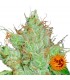 G13 x Haze 10 u. reg. Barney's