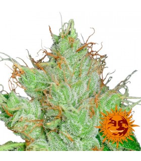 G13 x Haze 10 u. reg. Barney's