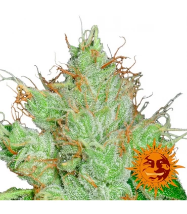 G13 x Haze 10 u. reg. Barney's
