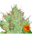 G13 x Haze 10 u. reg. Barney's