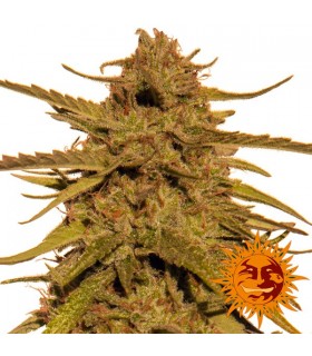 Pineapple Haze 10 u. reg. Barney's