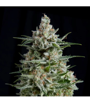 Anesthesia CBD - Pyramid Seeds.