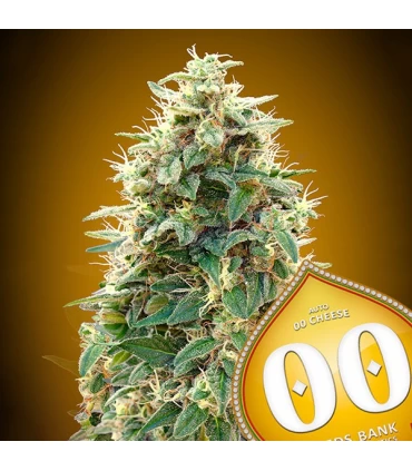 Auto 00 Cheese - 00 Seeds.