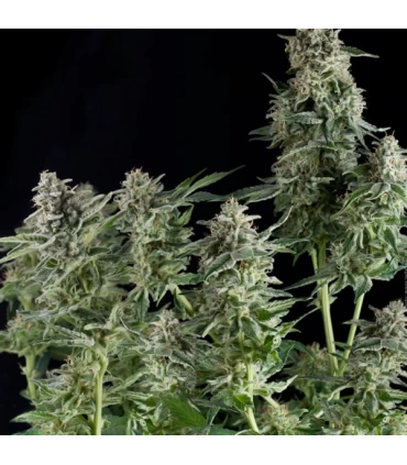 Northern Ligths CBD - Pyramid Seeds.