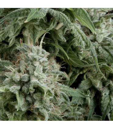 Auto Northern Ligths CBD - Pyramid Seeds.