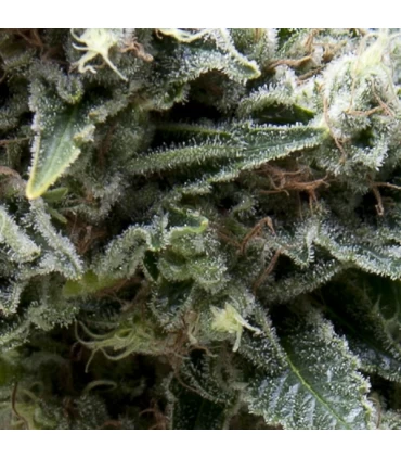 Auto New York City CBD - Pyramid Seeds.