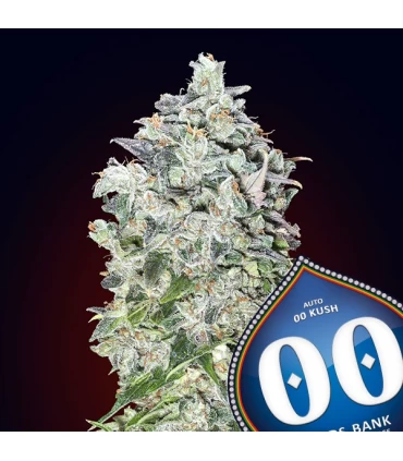 Auto 00 Kush - 00 Seeds.