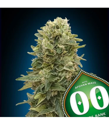 Auto Afghan Mass - 00 Seeds.